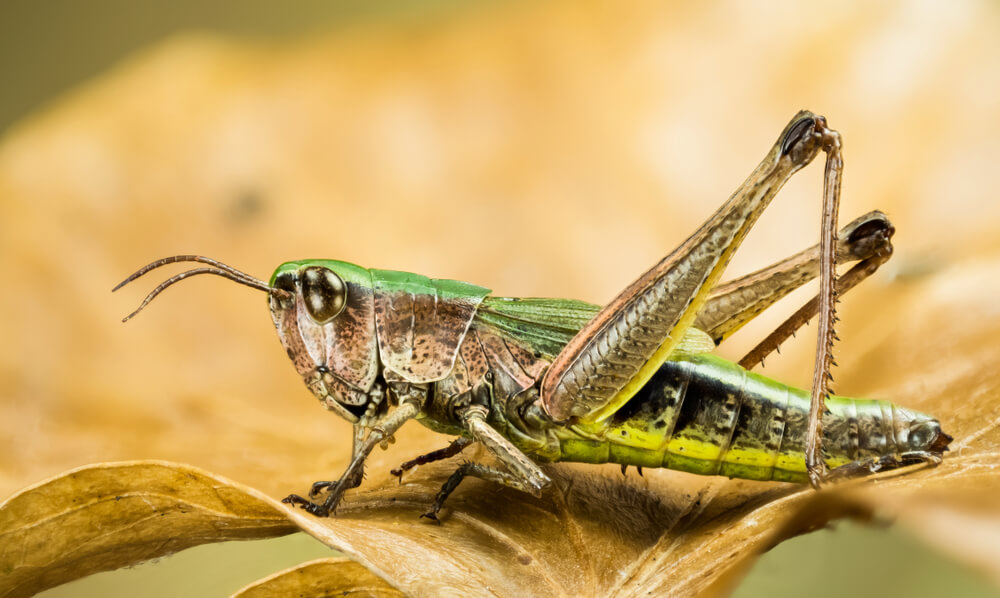 difference-between-locust-and-grasshopper